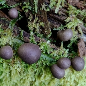 Lycogala epidendrum (Complex) at Kianga, NSW - 18 Nov 2024