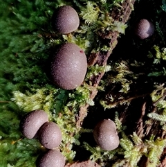 Lycogala epidendrum (Complex) at Kianga, NSW - 18 Nov 2024