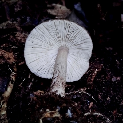 zz agaric (stem; gills white/cream) at Kianga, NSW - 18 Nov 2024 by Teresa