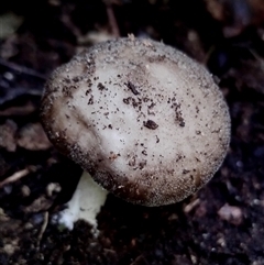 zz agaric (stem; gills white/cream) at Kianga, NSW - 18 Nov 2024 10:14 AM