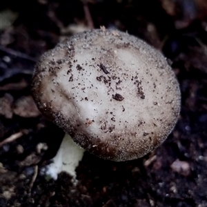 zz agaric (stem; gills white/cream) at Kianga, NSW - 18 Nov 2024