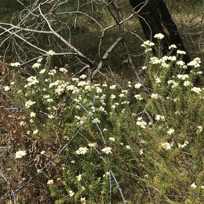 Ozothamnus diosmifolius (Rice Flower, White Dogwood, Sago Bush) at Bungonia, NSW - 16 Nov 2024 by Woozlecat