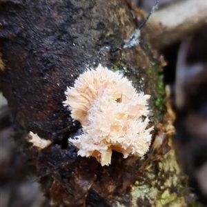 Unidentified Other fungi on wood at Kianga, NSW by Teresa