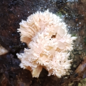 Xylaria cubensis [Xylocoremium flabelliforme form] at Kianga, NSW - 18 Nov 2024 10:26 AM
