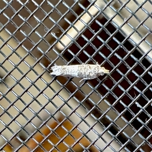 Crocidosema plebejana (Cotton Tipworm Moth) at Aranda, ACT by KMcCue