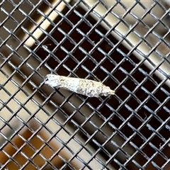 Crocidosema plebejana at Aranda, ACT - 18 Nov 2024 02:17 PM