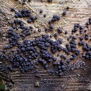 Unidentified Other fungi on wood at Kianga, NSW by Teresa