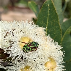 Eupoecila australasiae (Fiddler Beetle) at Mount Kembla, NSW - 18 Nov 2024 by BackyardHabitatProject