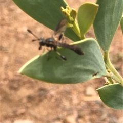 Unidentified Other insect at Bungonia, NSW - 17 Nov 2024 by Woozlecat