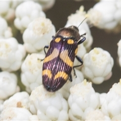 Castiarina flavopicta (Flavopicta jewel beetle) at Bungonia, NSW - 16 Nov 2024 by AlisonMilton