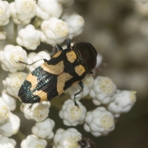 Castiarina flavopicta at Bungonia, NSW - 17 Nov 2024