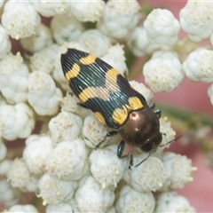 Castiarina flavopicta at Bungonia, NSW - 17 Nov 2024