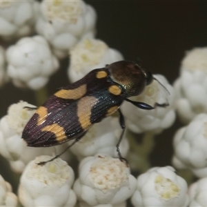 Castiarina oblita at Bungonia, NSW - 17 Nov 2024