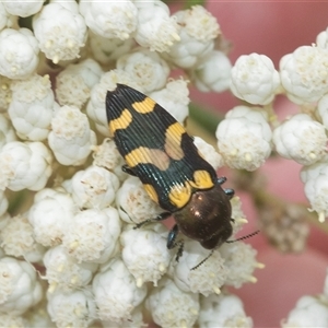 Castiarina flavopicta at Bungonia, NSW - 17 Nov 2024