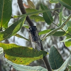 Psaltoda sp. (genus) (A cicada) at Mount Kembla, NSW - 18 Nov 2024 by BackyardHabitatProject