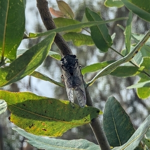 Psaltoda sp. at Mount Kembla, NSW - 18 Nov 2024