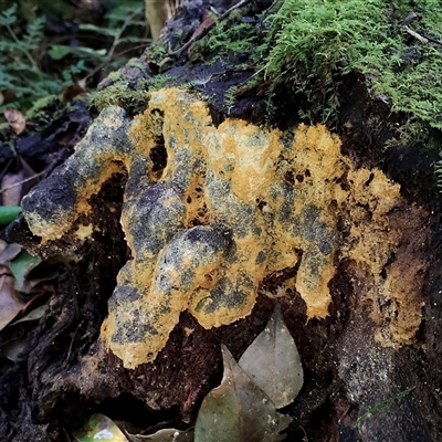 Unidentified Slime Mould at Kianga, NSW - 17 Nov 2024 by Teresa