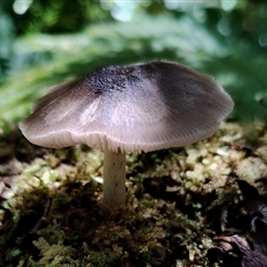 Pluteus sp. at Kianga, NSW - 18 Nov 2024 by Teresa