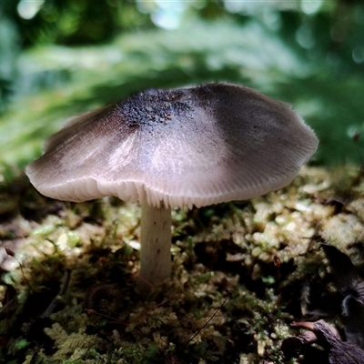 Pluteus sp. at Kianga, NSW - 17 Nov 2024 by Teresa