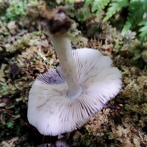 Pluteus sp. at Kianga, NSW - 18 Nov 2024