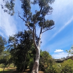 Eucalyptus blakelyi (Blakely's Red Gum) at Gowrie, ACT - 17 Oct 2024 by MB