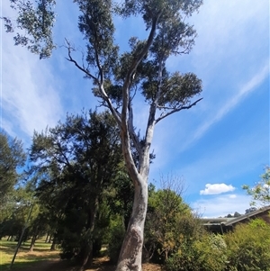 Eucalyptus blakelyi at Gowrie, ACT - 17 Oct 2024