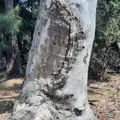 Eucalyptus blakelyi at Gowrie, ACT - 17 Oct 2024