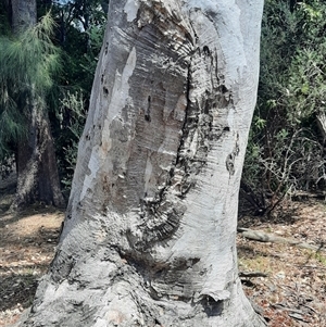 Eucalyptus blakelyi at Gowrie, ACT - 17 Oct 2024