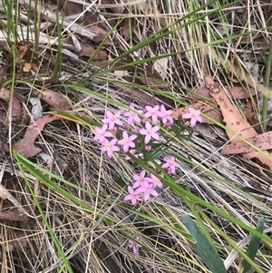 Centaurium erythraea at Bungonia, NSW - 17 Nov 2024