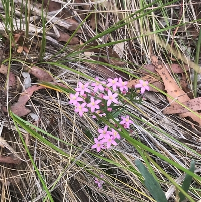 Centaurium erythraea (Common Centaury) at Bungonia, NSW - 17 Nov 2024 by Woozlecat