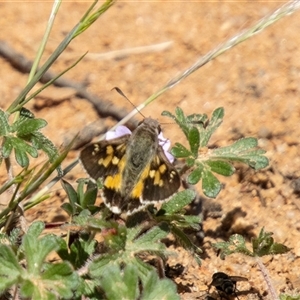 Trapezites phigalioides (Montane Ochre) at Mount Clear, ACT by SWishart