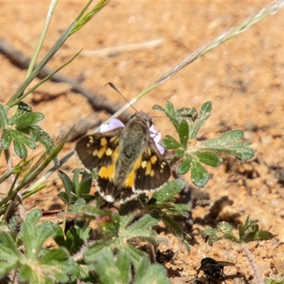 Trapezites phigalioides (Montane Ochre) at Mount Clear, ACT - 16 Nov 2024 by SWishart