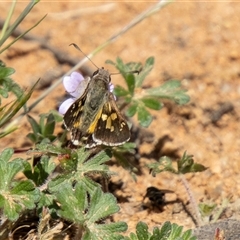 Trapezites phigalioides at Mount Clear, ACT - 16 Nov 2024 10:46 AM