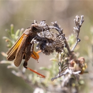 Cryptobothrus chrysophorus at Mount Clear, ACT - 16 Nov 2024