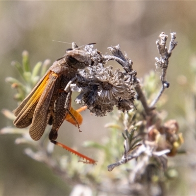 Cryptobothrus chrysophorus (Golden Bandwing) at Mount Clear, ACT - 15 Nov 2024 by SWishart