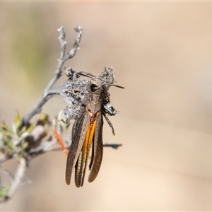 Cryptobothrus chrysophorus at Mount Clear, ACT - 16 Nov 2024