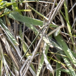 Austroargiolestes icteromelas (Common Flatwing) at Mount Clear, ACT by SWishart