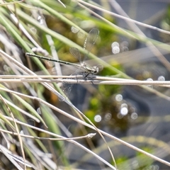 Austroargiolestes icteromelas at Mount Clear, ACT - 16 Nov 2024