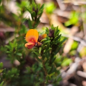 Pultenaea subspicata at Bungendore, NSW - 18 Nov 2024