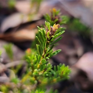 Pultenaea subspicata at Bungendore, NSW - 18 Nov 2024