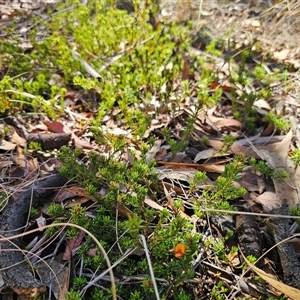 Pultenaea subspicata at Bungendore, NSW - 18 Nov 2024