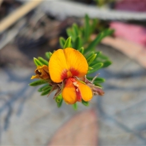 Pultenaea subspicata at Bungendore, NSW - 18 Nov 2024