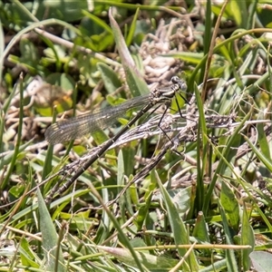 Austroargiolestes icteromelas (Common Flatwing) at Mount Clear, ACT by SWishart