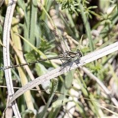 Austroargiolestes icteromelas at Mount Clear, ACT - 16 Nov 2024 11:33 AM