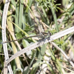 Austroargiolestes icteromelas at Mount Clear, ACT - 16 Nov 2024 11:33 AM