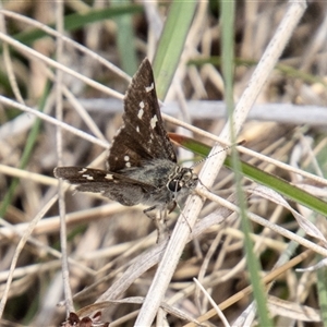 Pasma tasmanica (Two-spotted Grass-skipper) at Mount Clear, ACT by SWishart