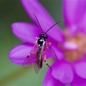 Diplazon laetatorius (Diplazonid wasp) at Florey, ACT by KorinneM