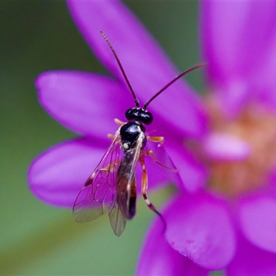 Unidentified Parasitic wasp (numerous families) at Florey, ACT - 14 Nov 2024 by KorinneM