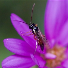 Diplazon laetatorius at Florey, ACT - suppressed