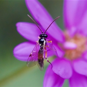 Diplazon laetatorius at Florey, ACT - suppressed